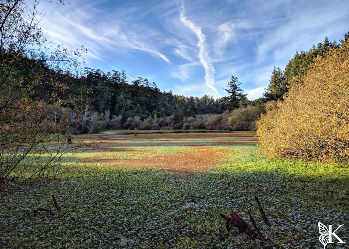 Pond at Five Brooks