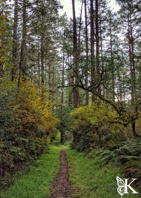 Lake Ranch Forest