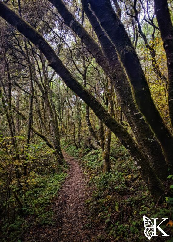 Olema Valley Trail