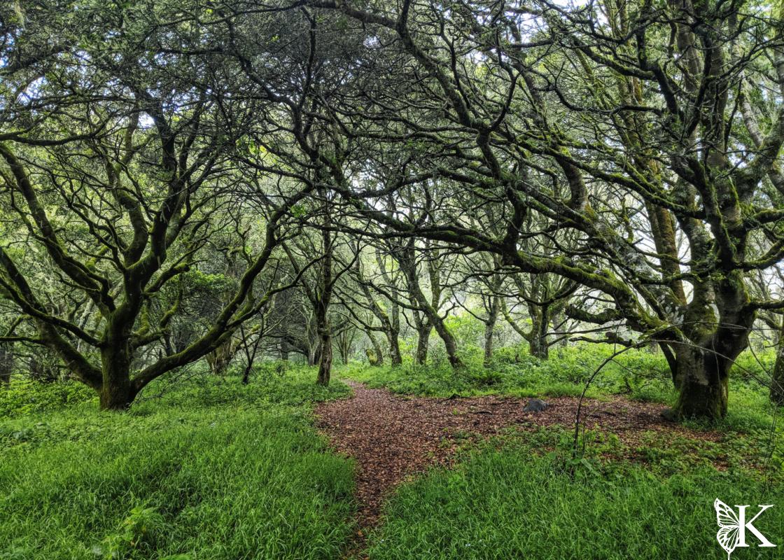 Texiera Trail