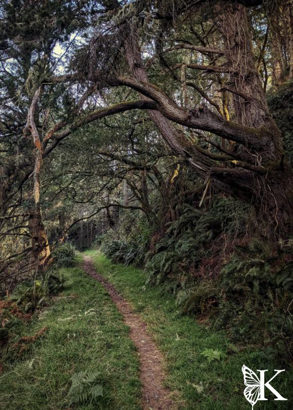 Point Reyes Bears Running and Hiking in Point Reyes - Bear Valley Area | KUSALA ENDURANCE