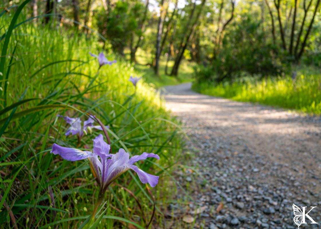 Forested views on Shoreline Trail