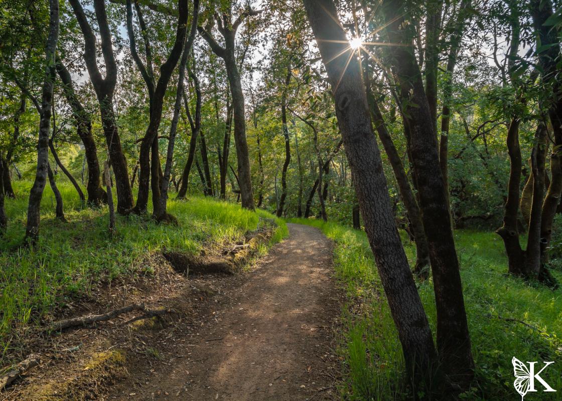 Forested Views on Shoreline Trail